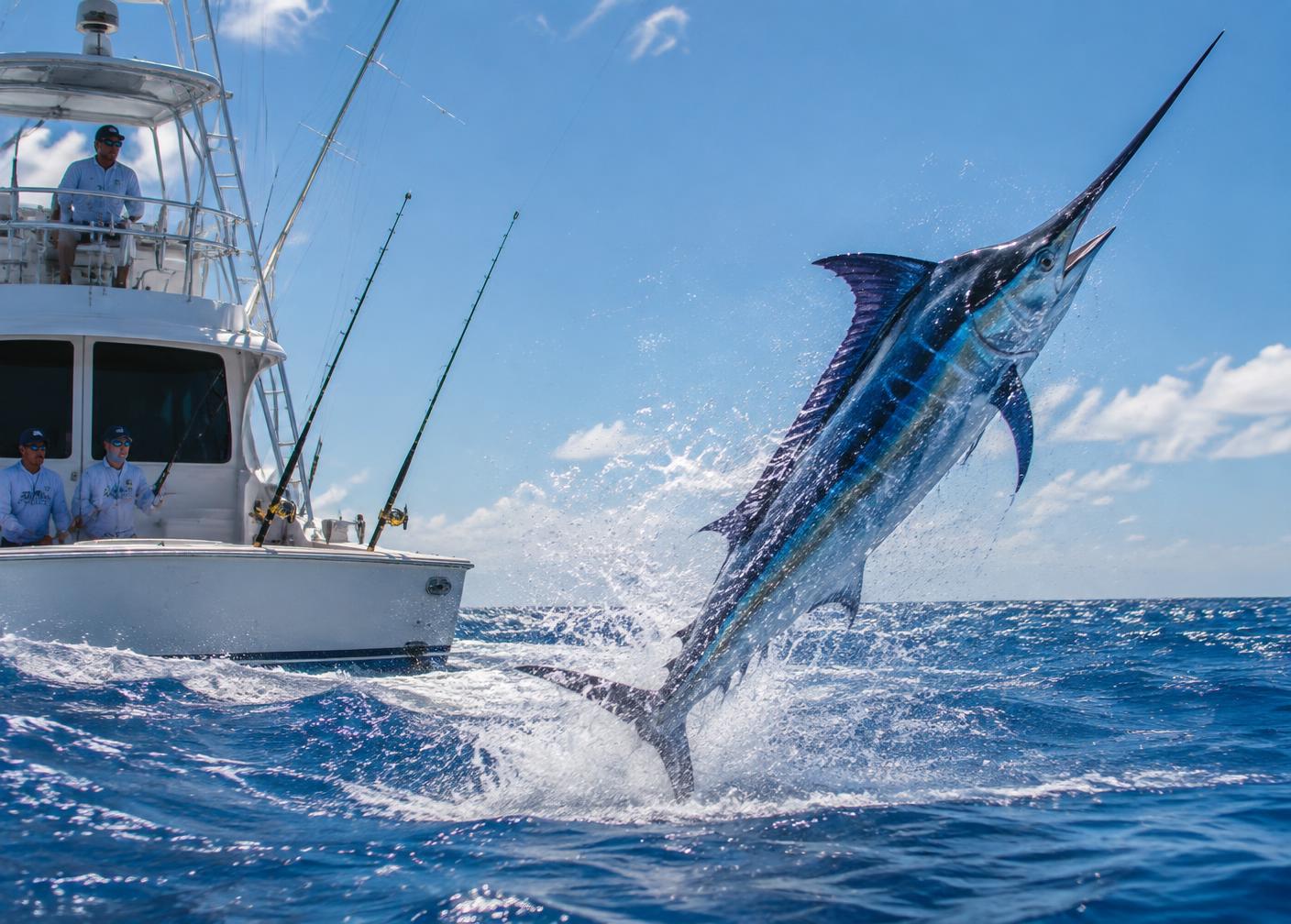 Blue marlin leaping beside a charter boat